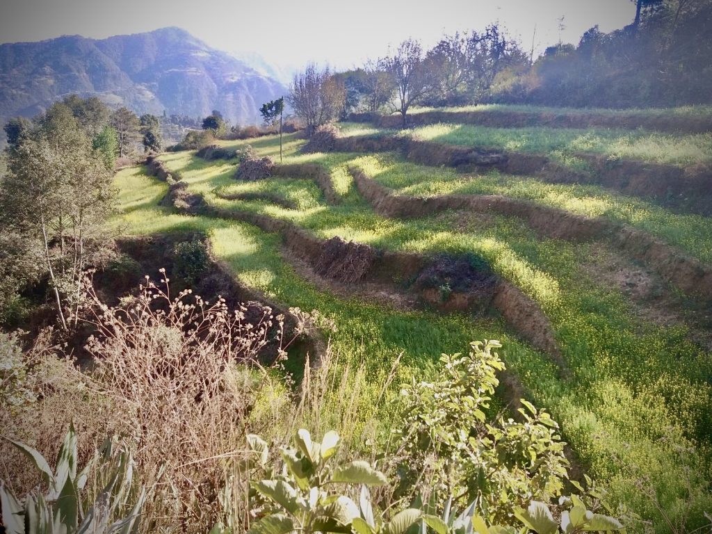 Agricultural Land Sale Suitable For Stupa & Resort Dakxinkali